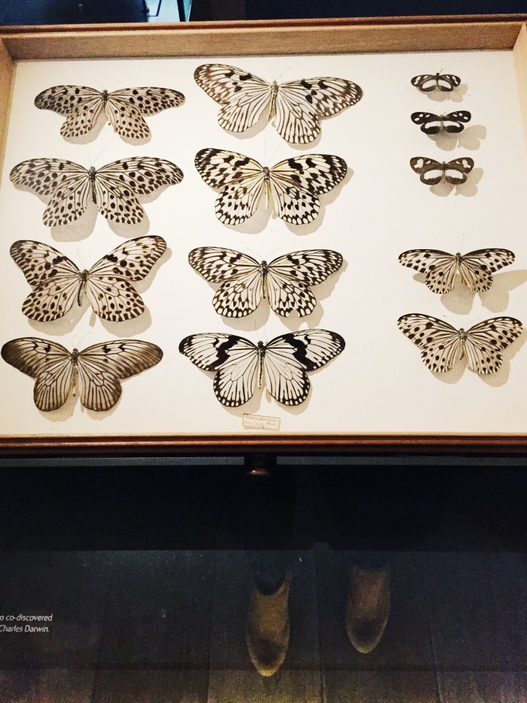Darwin’s butterflies at Natural History Museum