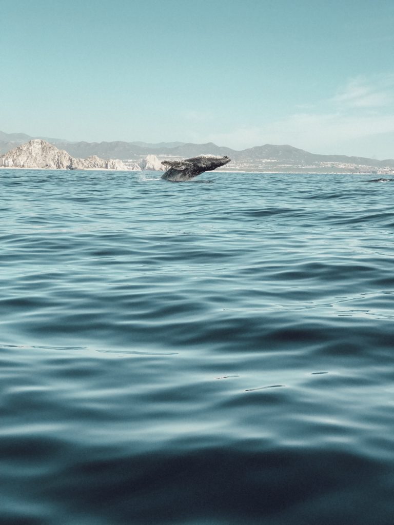 humpback-whale-watching-cabo-mexico - Leslie K. Hughes